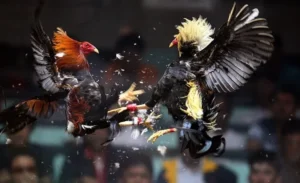 Hé Lộ Cách Chơi Đá Gà Sabong Tại Jun88 Từ Các Kê Thủ Top 1